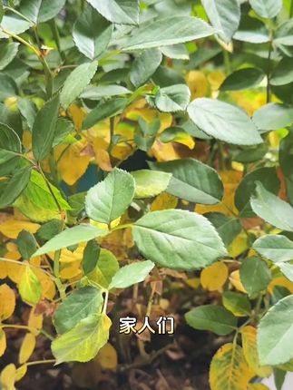 轻松养活每一株!透气营养土让植物茁壮成长 家里有花草、蔬菜的一定要试试这款营养土!植物长得茂盛又健康!#乡村生活也可以充满诗意 #通用营养土 #我的花花草草🌸🌸 #花土