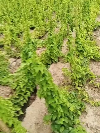 植物枯黄救星!朝丰年水溶肥让绿意重生! 蔬菜瓜果长势差?试试这款肥料!#三农#三农种植#种植小技巧#农资肥料#叶面肥