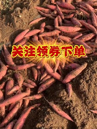 秋冬必备美食单品 烟薯25适合烤制#空气炸锅美食 #农产品 #烟薯25 #软糯香甜 