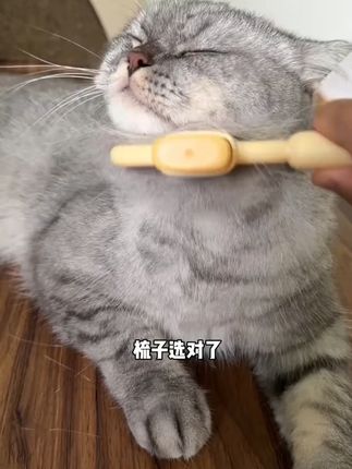 自从有了这个梳毛器,简直是事半功倍 #猫咪 #萌宠好物 #宠物 #梳毛#狗狗