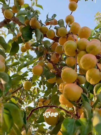新疆色买提杏干,软糯酸甜一口停不下来! 我就是果干“贵族”,我不晒(杜绝灰尘和虫子)我不煮(低温物理烘干)我不熏硫(原果原味),贵是一种态度!值得品尝!有需要的朋友赶紧下单吧~#把夏天的甜蜜一筐筐装满