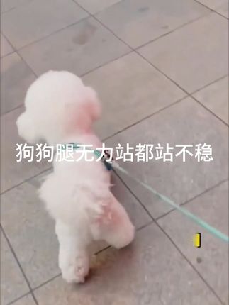 宠物关节不好?这款软骨素包邮到家!还有运费险,放心入~#萌宠好物 #科学养宠攻略 #宠物食品 #毛孩子的日常 #宠物