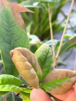 【花草焕绿秘籍】硫酸亚铁 叶片发黄无光泽?是时候补点铁了!这款硫酸亚铁,快速补充铁元素,让叶片重回油绿,还能促进开花。用法简单,新手也能轻松上手,戳小黄车带走!#硫酸亚铁 #肥料 #家庭园艺 #土壤酸碱度 #盆栽