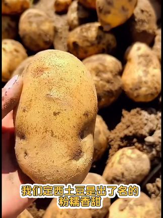甘肃定西黄皮黄心土豆 今天又是一个忙碌的一天!下午才收工回家吃饭。晚上继续打包发车了!#优质农产品#新鲜采摘#现摘现发新鲜到家#土豆#各省丰收战队申请出战