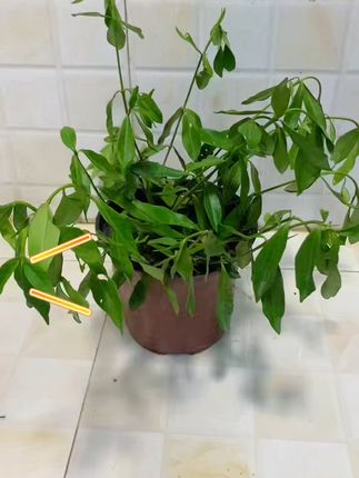 家里养花必备!四季常青栀子花,包邮到家太香了! 栀子花太阳晒久了出现缺水状态,不要担心按照这个方法去试试。#栀子花 #缺水 #花卉绿植 