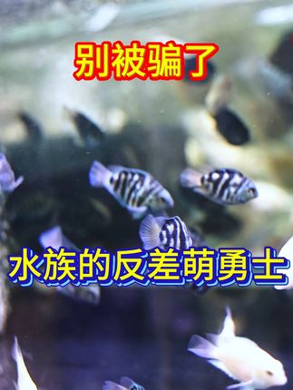 家里缺只小宠物?迷你鹦鹉鱼来啦! 小众精品鱼种来啦!有喜欢的小可爱吗?快来看看吧~#观赏鱼 #迷你鹦鹉鱼