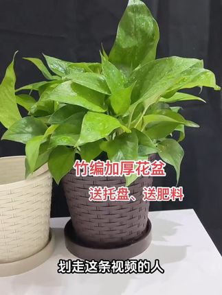 家里多肉枯萎?试试这款透气无味竹编花盆! 家里养植物总担心有味道?这款花盆透气又美观!#花盆#透气花盆#室内绿植#爱生活爱养花#环境基础绿植就不基础