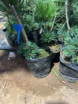 家里缺绿植?这款松柏盆景让客厅瞬间高级! 盆景爱好者们!想让自己的作品更上一层楼?这门课一定要学!#花卉绿植#室内绿植#花卉绿植盆栽#爱生活爱养花#一物一拍