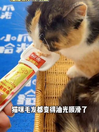 猫掉毛发和干枯吃什么?这款猫条 = 鱼油 + 营养,毛发顺到 35% 粗蛋白 + 0 香精淀粉,每口都是营养猫条,挑食猫也抢着吃~ 吃一段时间,猫毛变得油光顺滑,掉毛都少了!猫毛发干枯毛躁吃什么?现在知道了吧#猫条 #新手养猫 #猫掉毛 #猫毛解决方案 #猫条小爪拾光