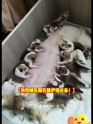 乳房红肿硬块?这款喷剂轻松解决! 狗狗产后乳汁少、不泌乳红肿硬块咋办?试试这款喷剂!#呵护爱宠毛孩子
