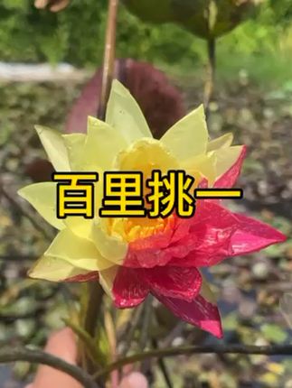 庭院里的秘密花园,水培睡莲让池塘生机勃勃! #睡莲花#睡莲基地 