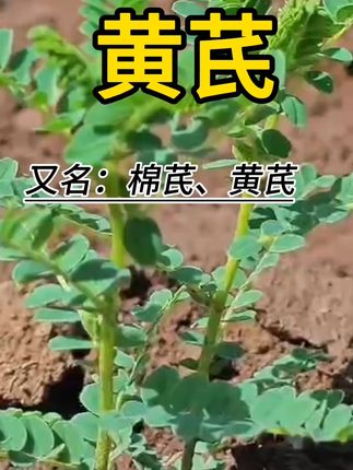 泡水泡酒样样行,岷县老黄芪来帮忙! 今天下午去挖了两斤野生药材!有需要的老乡们抓紧时间下单吧!!