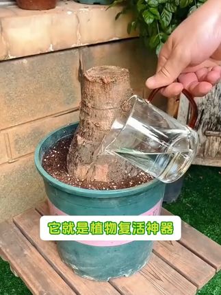 植物枯萎?这款营养液让发财树绿萝重获新生! 家里有盆景、花草的朋友看过来!这种营养液能促进生长哦~