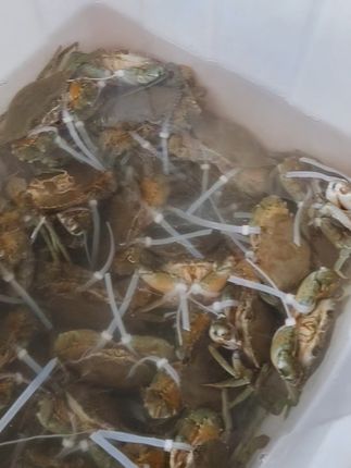 鲜活台山蟹送到家,尝鲜不用等! #奄仔蟹 台山奄仔蟹