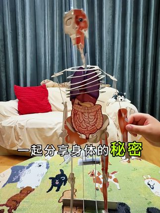 拼插人体模型,满足孩子好奇心,爱上我们的身体#我们的身体 #身体科普 #人体