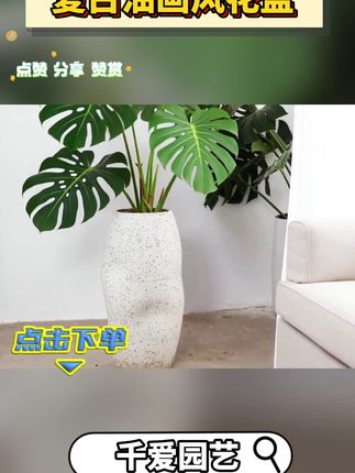 室内室外都能用的粗陶花盆,养花超耐用! 养植物总担心烂根?试试这款透气性好的花盆!#花盆 #绿植花卉 #龟背竹 #好物推荐🔥 #开箱