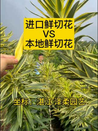 进口鲜切花vs本地鲜切花 #农业种植