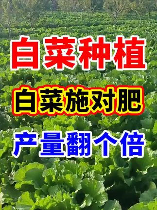 白菜的种植管理方法。想要种白菜的家人们抓紧时间种了 #白菜种植技术 #高产白菜 #种植小技巧 #农业种植技术