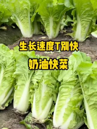 阳台也能四季有菜!速生高产蔬菜种子等你来种 四季速生快菜种子耐热耐寒,阳台/院子均可种植,20天左右即可采摘,生长速度快、产量高。