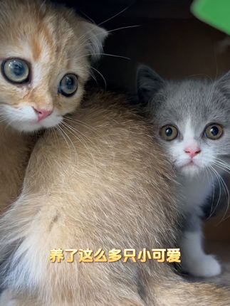 猫咪厕所除臭好物! #混合猫砂 #新手养猫 #猫砂 #猫砂推荐 #捕味怪兽