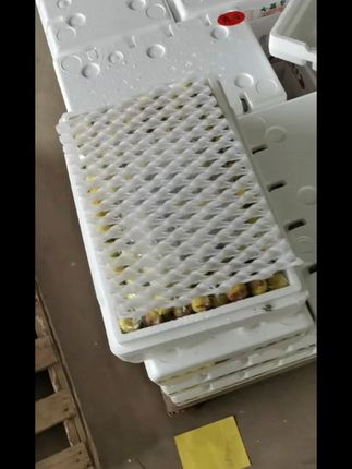 脆甜大荔冬枣,新鲜包邮到家! 今天下午发货了!下单后安排快递打包发货,顺丰、圆通都支持哦~#这一届安全吃菌指南太抽象了#把夏天的甜蜜一筐筐装满#邪修做饭有多简单#北方人真没吃过透明荔枝吗#原来葡萄有这么多种