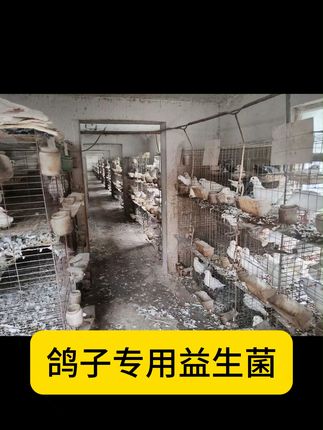 养鸽必备!亮羽益生菌,轻松解决羽毛暗淡问题 养鸟总担心它生病?试试这款能预防疾病的饲料!#三农#养殖#三农养殖#养殖业#饲料