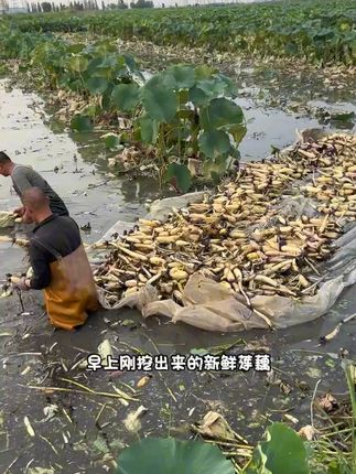山东白莲藕:现挖现发超新鲜 看农民伯伯现挖山东白莲藕,早上挖下午发,新鲜直达,速下单!