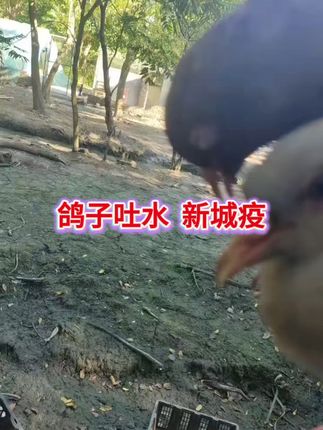 #在长江边吃火锅是什么体验 #琴戴养殖场#1养鸽人