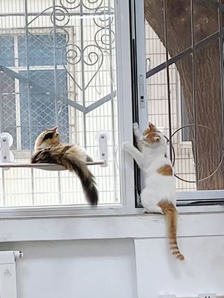 两小无猜的日常 #猫咪的迷惑行为 #宠物也要测血糖 #办公室的猫 #我镜头下的小猫 #在拍一种很新的vlog 