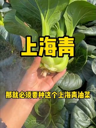 阳台种菜新选择!紫妃上海青包邮到家,四季高产看得见! 今天下午四点半开始发货啦!下单后安排快递打包发货,顺丰包邮到家哦~