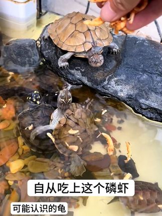 营养龟粮虾干,鲜虾冻干锁鲜,高钙促壳发育,龟龟追着吃超开胃 #萌宠好物 #小鱼干 #水产干货 #龟粮 #宠物龟