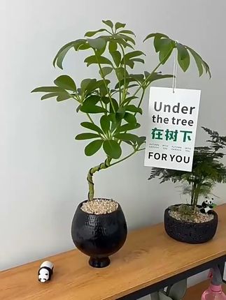 家里没摆这棵发财树?快来看看它!#三农#花卉绿植#室内盆栽#绿植盆栽#绿植