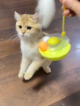 家里养了只小猫,每天无聊又没精神?试试这款好玩的小玩意!#猫咪#萌宠好物#养猫新手#新手养猫#猫玩具