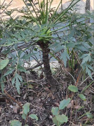 家里缺绿意?这棵四季常青川芎老桩给你满满生机! 喜欢植物的朋友看过来!这株有年份感的老桩盆景别错过哦~#花卉绿植#强烈推荐#老桩盆景#盆景