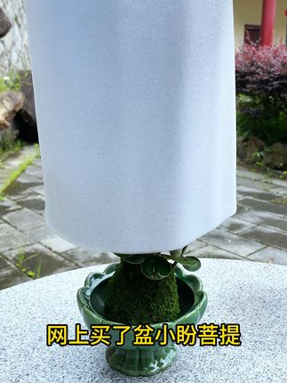 办公室角落也能生机勃勃,中式绿植轻松养! #办公室绿植推荐