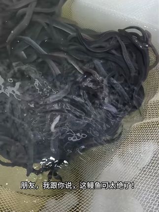 养鱼轻松多了!白鳝鱼包邮到家,观赏又方便! 今天有粉丝说想买条大一点的白鳝来养,我这里都是包邮到家的哦!#养鱼日记#新手养鱼#养鱼#观赏鱼#水族