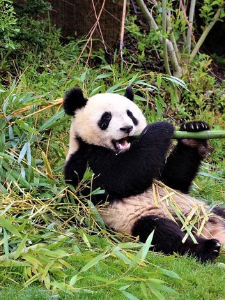 超萌熊猫冰箱贴,送礼自留两相宜! 文创冰箱贴来啦!快来了解背后的故事吧~#真的很summer #福宝生日 #福宝和爷爷 #熊猫 #四川