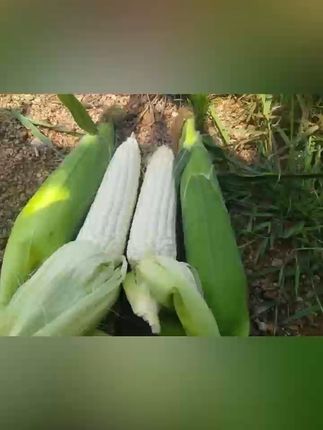 鲜嫩多汁!当季白糯玉米,一口爆甜滋味! 今天又是一个忙碌的一天!晚上回家吃上一口这鲜美的玉米,一天都值了!#北京夏日限定西瓜酪#马立奥有多喜欢榴莲#老爸评测榴莲#开到了报恩榴莲#五花肉炖豆角香惨了