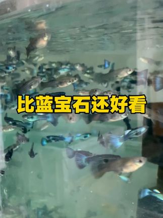 小鱼缸里也能养大尾巴孔雀鱼!包邮到家太方便了 鱼缸里的“蓝宝石”孔雀鱼,20厘米小鱼缸养个10条不用给氧气,要给鱼缸配色的来吧~
