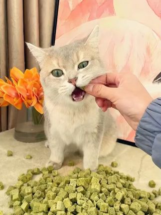 猫草粒冻干零食洁齿助排毛球#萌宠 #猫咪 #猫粮推荐 #新手养猫 #猫零食