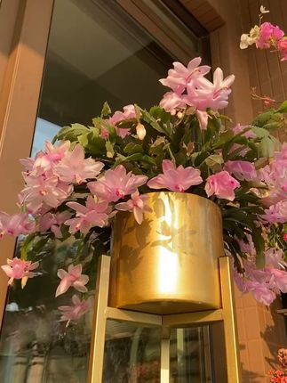 家里缺绿植?这盆蟹爪兰百合包邮到家,客厅阳台都好看! 进口白玛丽
