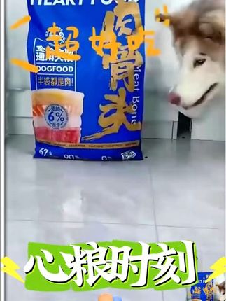 67%高肉含量!心粮肉骨头蓝袋狗粮,狗狗超爱 #狗粮 #狗粮推荐 #新手养狗 #养狗经验分享 #这也能开播 