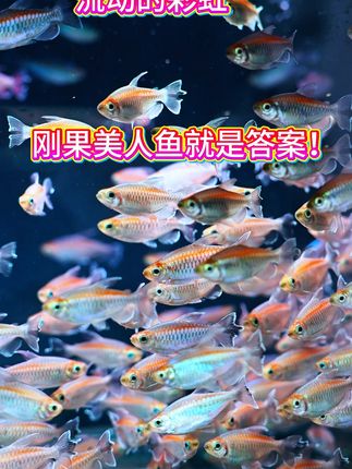 小鱼游动点亮生活!热带观赏鱼装点你的水族世界 想养小众鱼类却没合适选择?这种小型淡水鱼帮你解决!#观赏鱼 #刚果美人