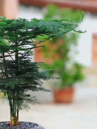 告别黄叶烂根!文竹营养液让绿植焕发生机 家里养植物总担心它不长?试试这款营养液!#文竹 #文竹营养液 #文竹肥料专用肥 #文竹盆栽 #文竹盆景养护技巧