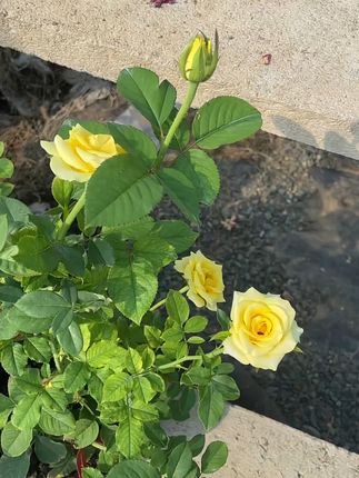 植物枯黄救星!绿叶神肥让叶片瞬间恢复生机 植物黄叶、不长高?试试这款肥料!#农资肥料#叶面肥#种植小技巧#农业种植#被新农人的打卡视频馋到了