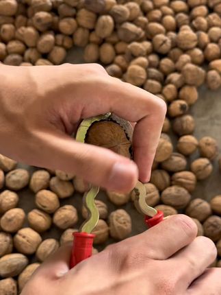 美味湿核桃,脆嫩多汁真过瘾! 正确开新鲜核桃的方法来喽👍