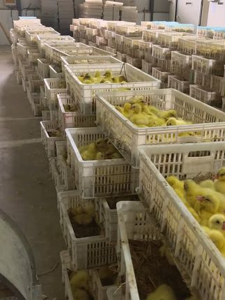 在家也能养大白鹅,顺丰包邮送到家! 今天下午有车来拉小鹅了!明天早上发货哦~现在下单就送开口饲料+开口药!!#萌宠 #狮头鹅 #农村创业养殖 #鹅苗 #三农养殖