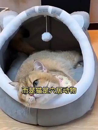 冬天再也不怕冷!宠物也有温暖小窝~ 冬天来了!快来看看这款小窝窝吧~它不仅好看还很实用哦!#十年果篮无人知一朝猫窝天下识#小猫的每一句喵都在调上#自制手摇猫砂盆#被吓一跳的猫咪反应好可爱#体验猫咪的第一视角