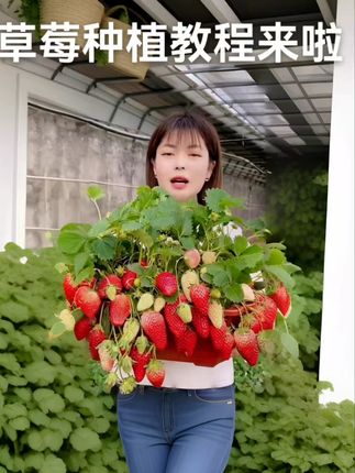 草莓苗到手快结果,原土高成活包邮惊喜! 草莓种苗现挖现发!顺丰快递发货到家,运费全包!#草莓苗#阳台种植#家庭种植#绿植盆栽#年轻人流行用奶茶杯种绿植