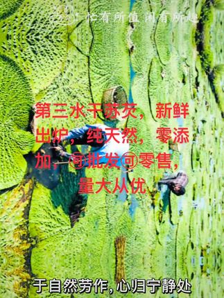 新鲜鸡头米,源头直供,不满意可退! #鸡头米 #助农 #优质农产品 
